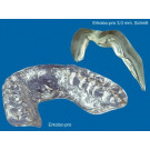 Erkodent Erkoloc-pro transparent 125x125mm x 3mm 10st