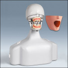 Fantoomkop incl. torso met stoelbevestiging set