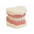 Frasaco model Mondhygiëne, AG-3H