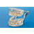 Demonstratie model P12D-100M P2D-001 cariës en parodontose profylaxe